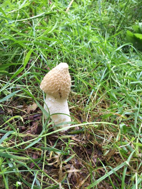 Close up of some common stinkhorn in grass