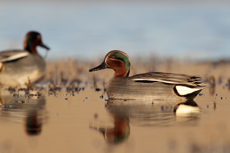 Close up of a Teal in a pond