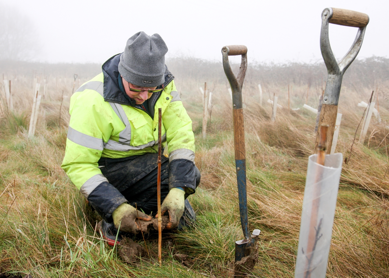 Volunteer wearing a yellow high vis jacket crouching down planting a tree sapling in the ground with a spade next to him on a frosty day 