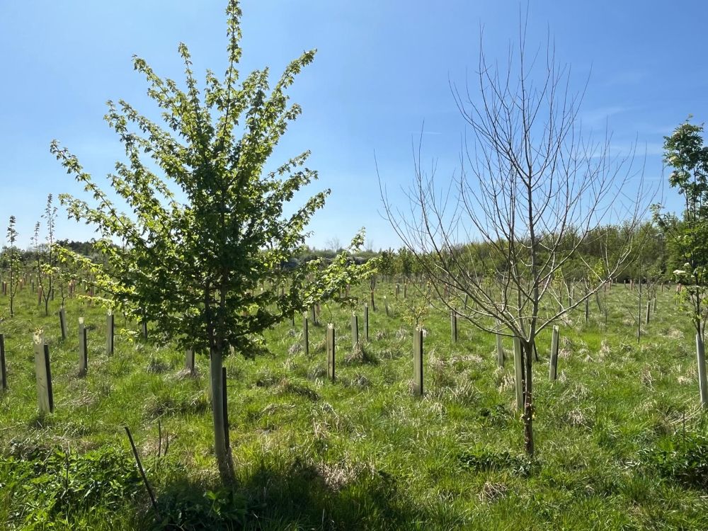 Two field maple trees planted in 2015. The tree on the right should be in full leaf like the tree on the left but was killed by grey squirrel bark stripping in summer 2024.  