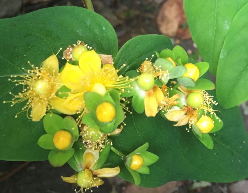 A close up shot of some St John's Wort flowers