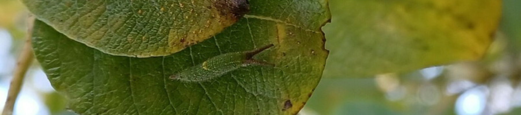A caterpillar of the purple emperor butterfly on a goat willow leaf