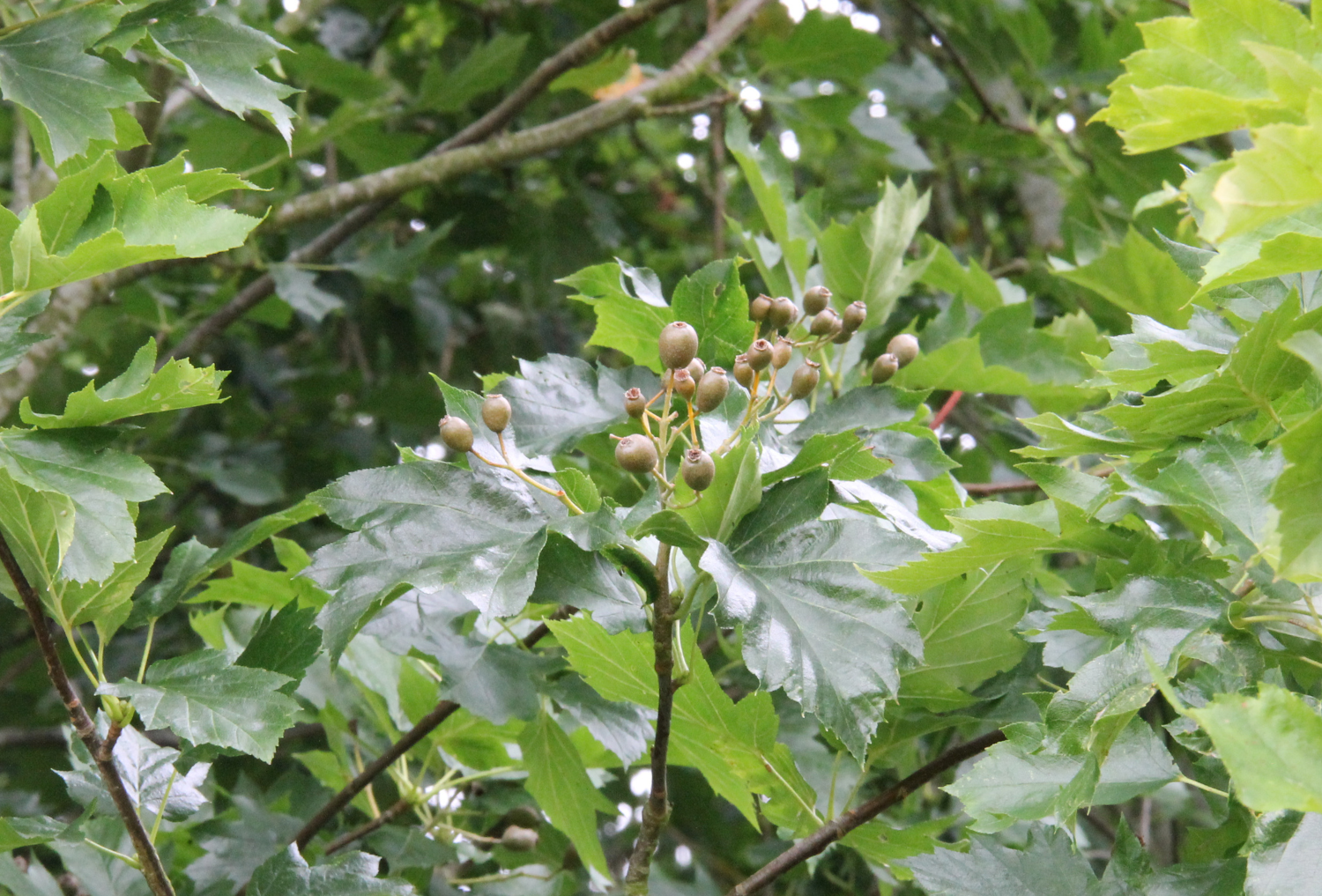 Monitoring wild service trees nationwide for the next 150 years | Heart ...