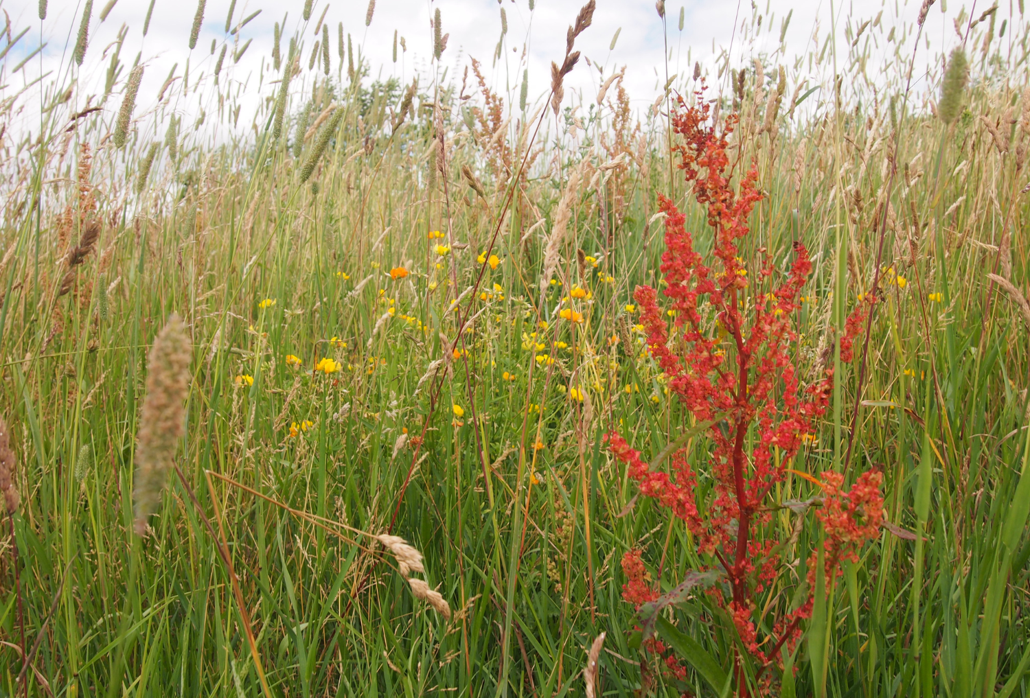 A close up of some grassland including dock, birdsfoot trefoil and other grasses at BioBlitz 2023