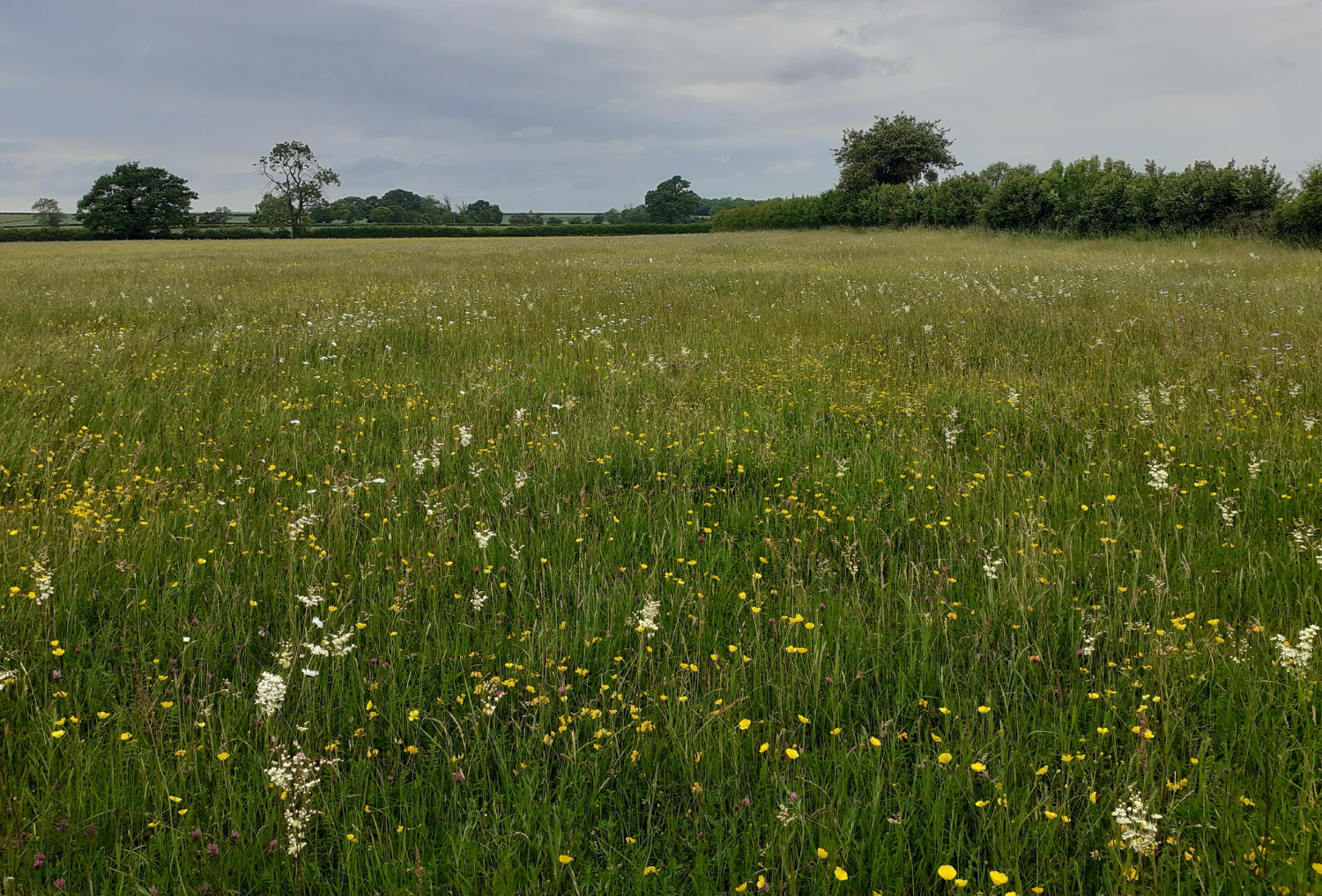 Naunton Beauchamp Gravel Pit Meadow