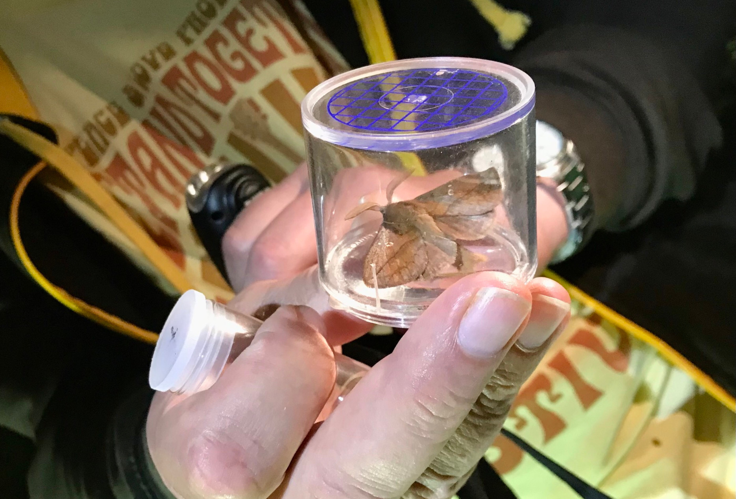 A macro moth in a container at BioBlitz 2023