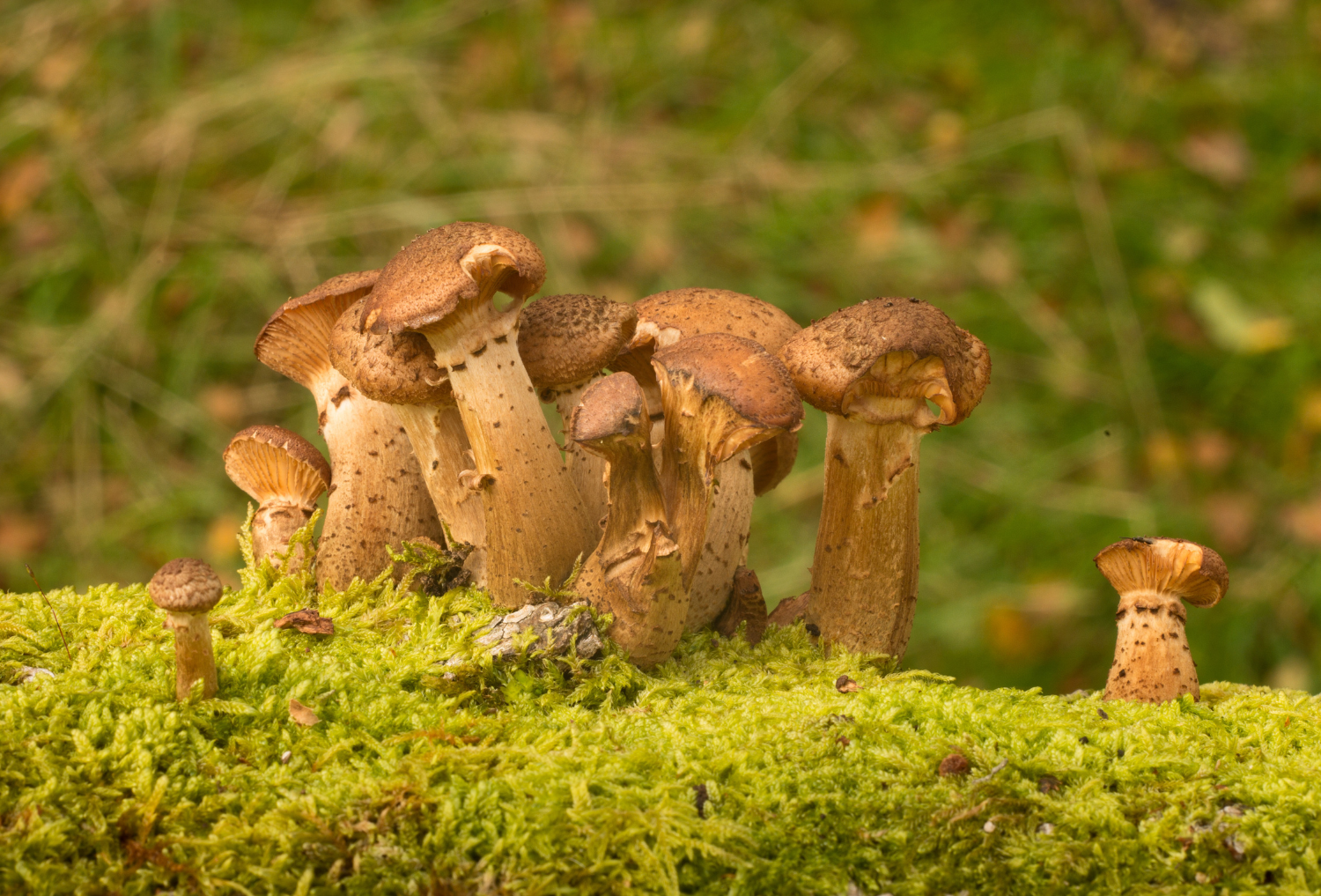 A close up of honey fungus on a mossy log