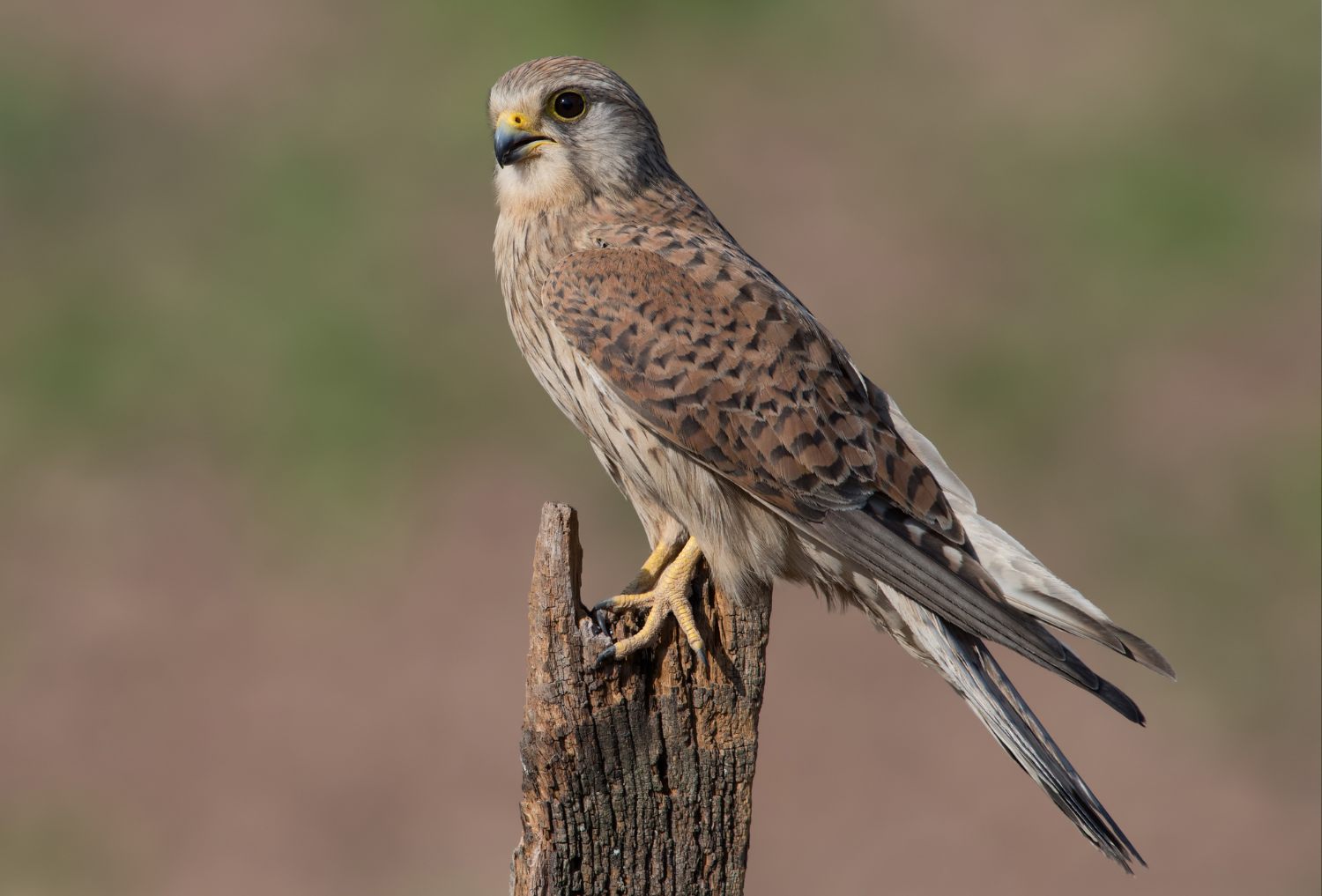 A kestrel perching on a post.