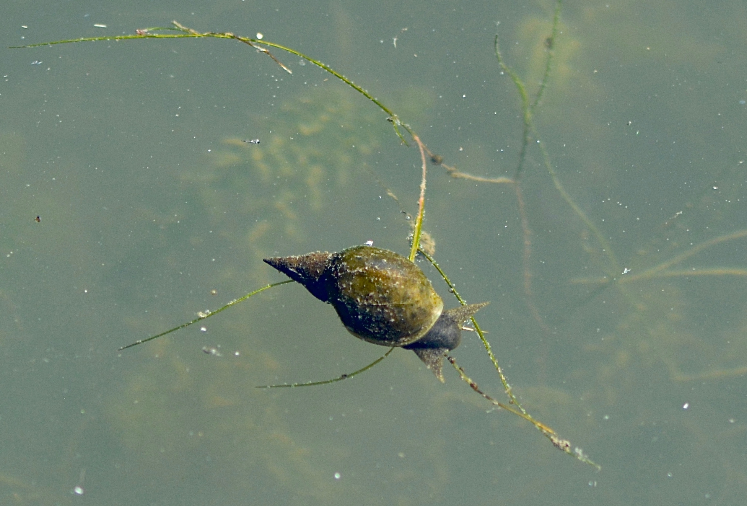 A wandering snail in water.