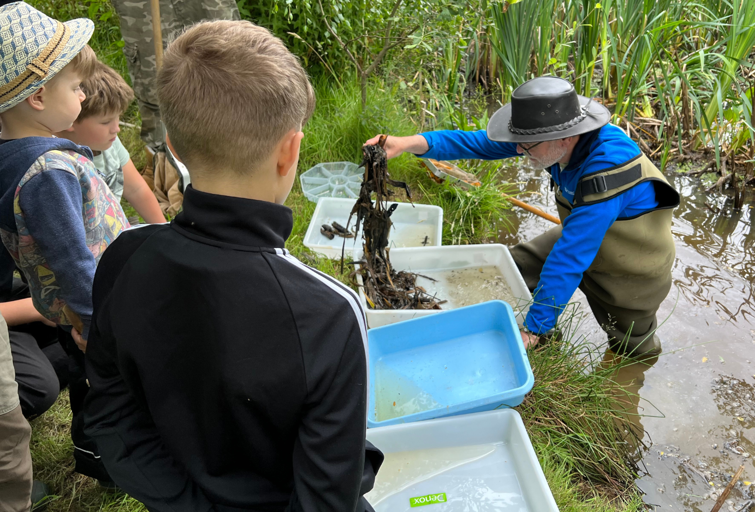 Lead survey volunteer Will wading through a pond with a net with attendees looking over at BioBlitz 2023