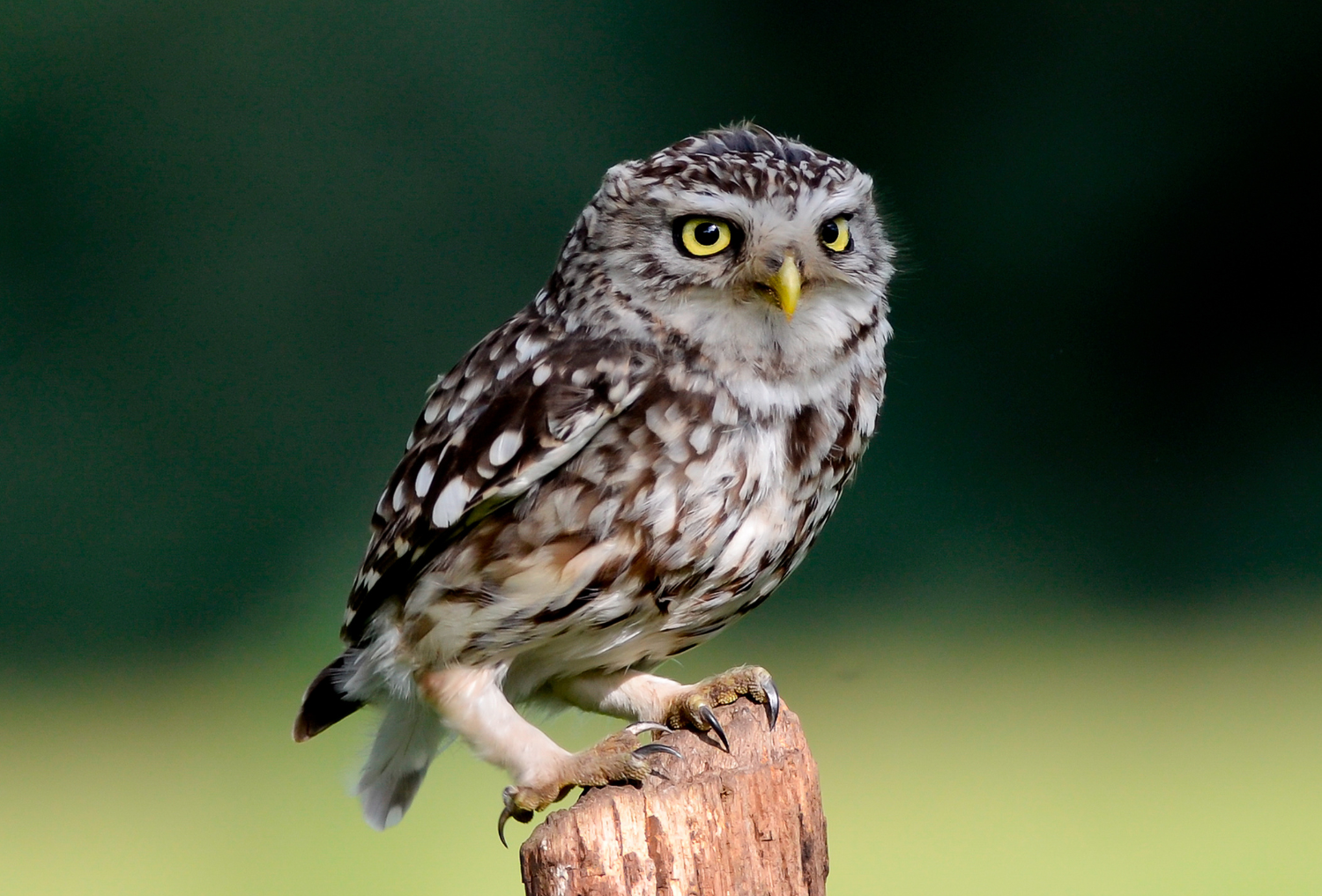 A little owl perching on a post.
