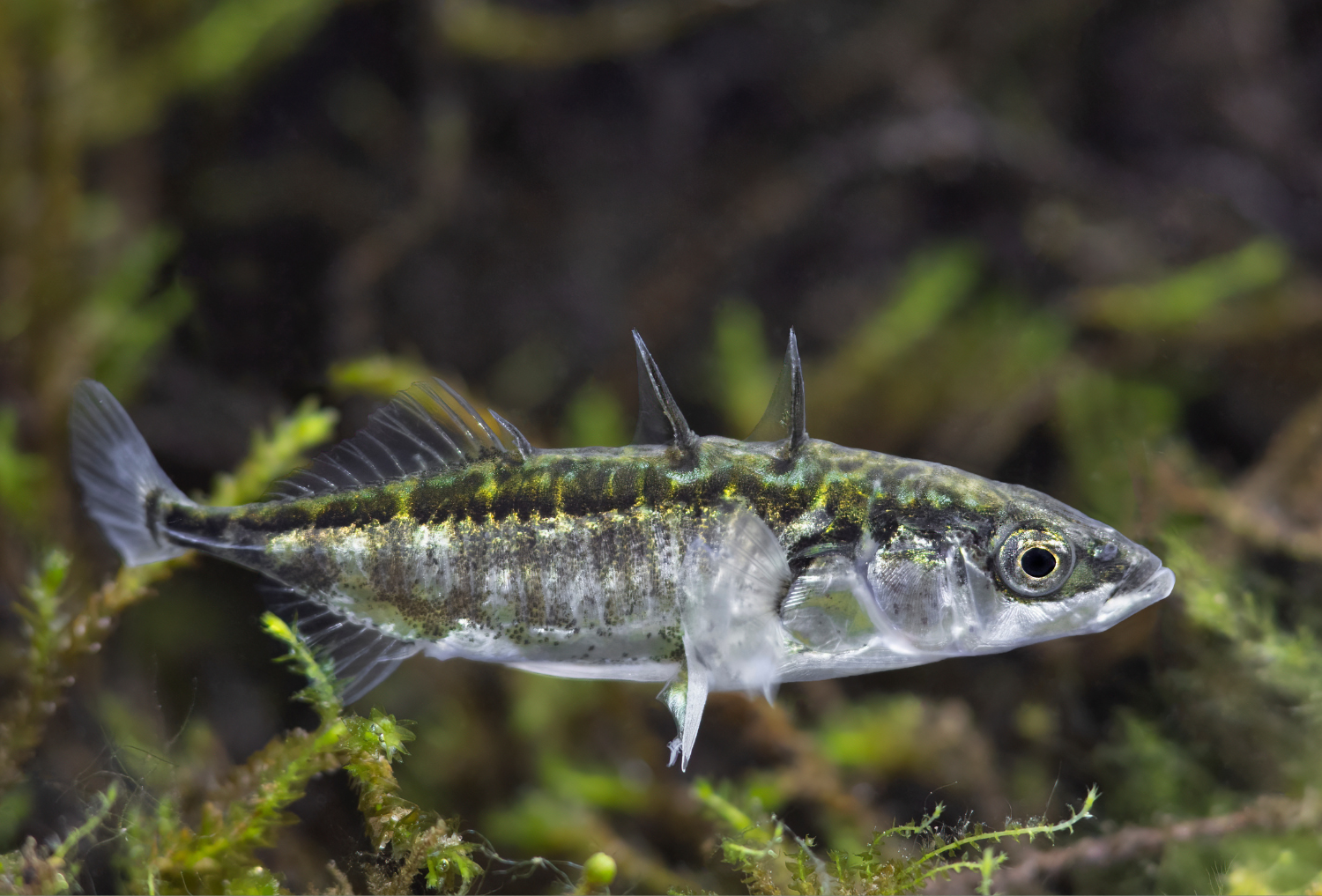 A stickleback fish swimming in water.