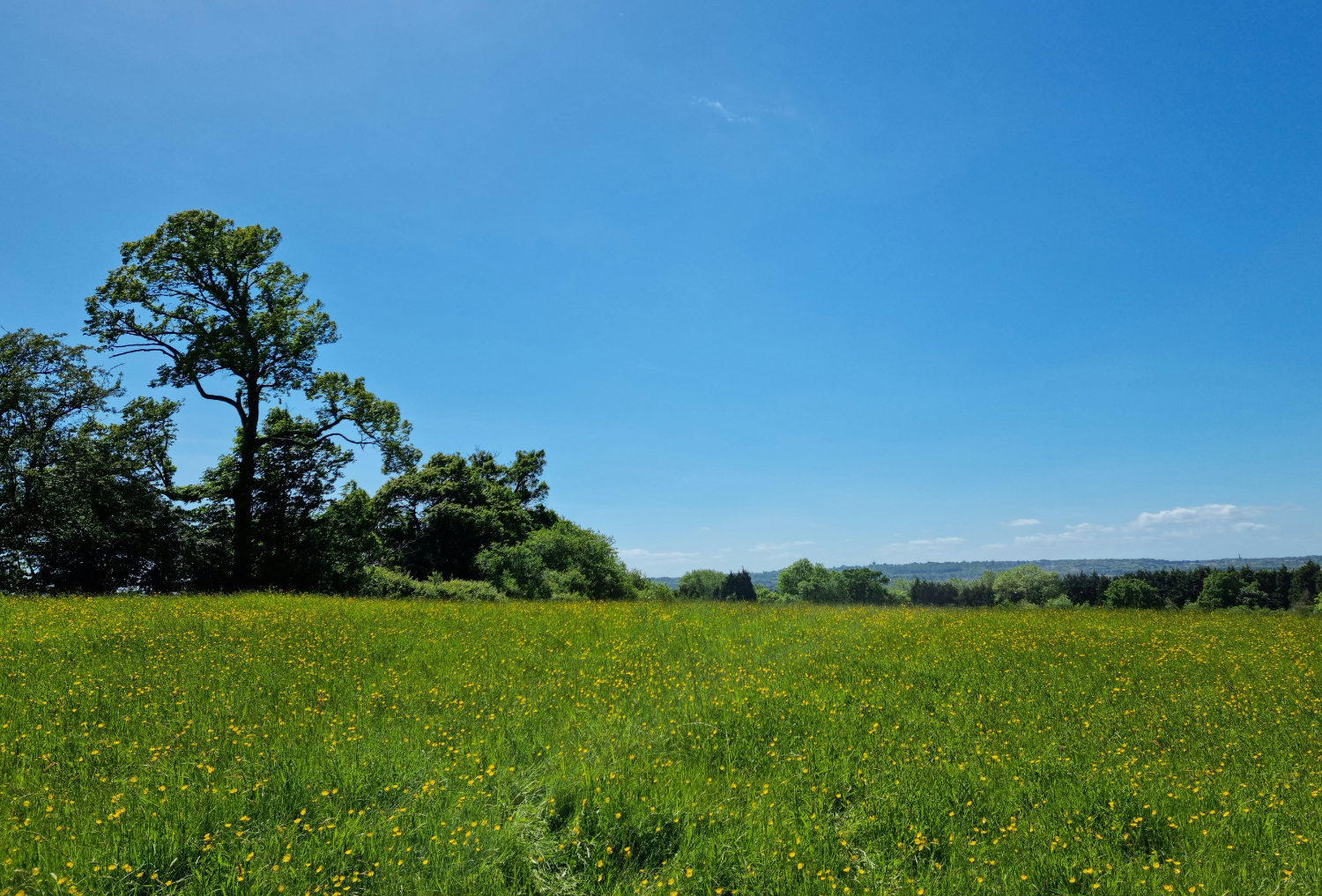 A grassland meadow at Gorcott Hill on a summers day