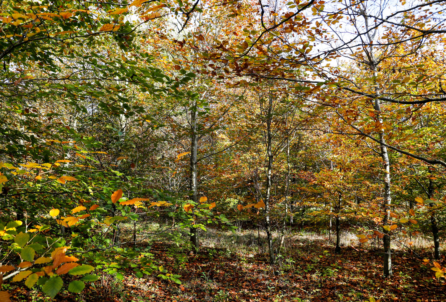 An array of colours in a woodland in Autumn