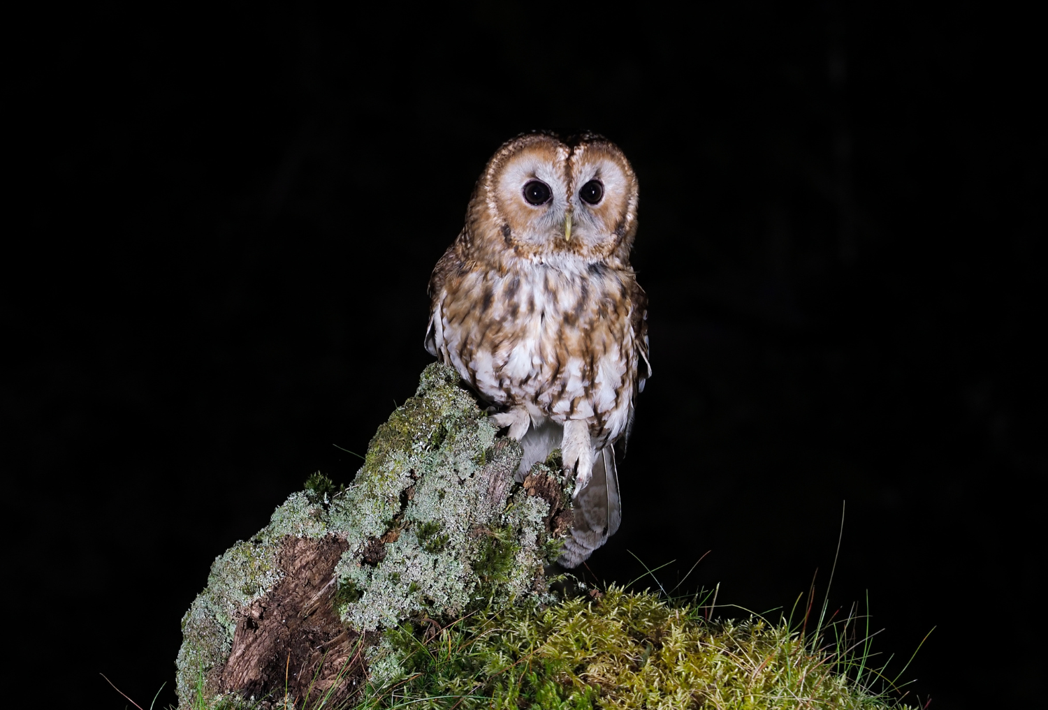 A tawny owl perching on a mossy and lichen covered log.