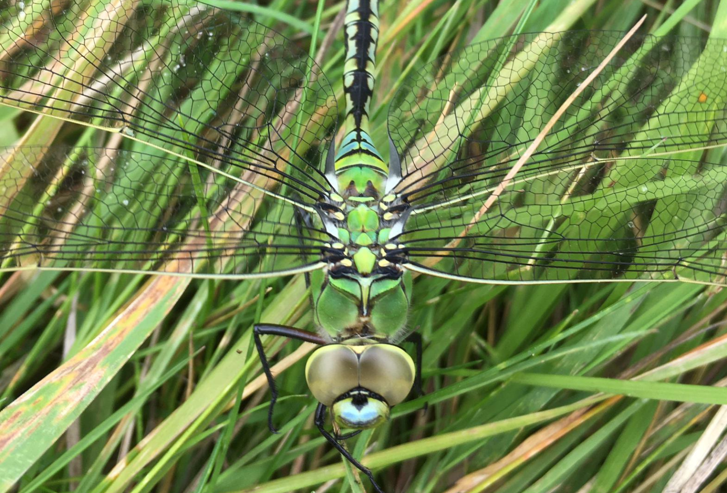 A close up of an emerald dragonfly amongst grass.