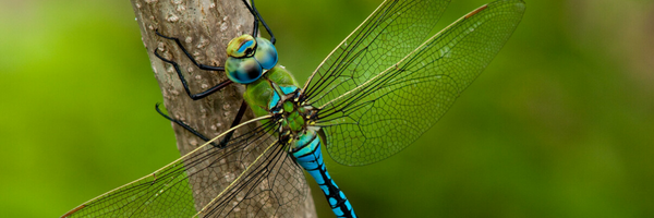 A close up of an Emperor dragonfly