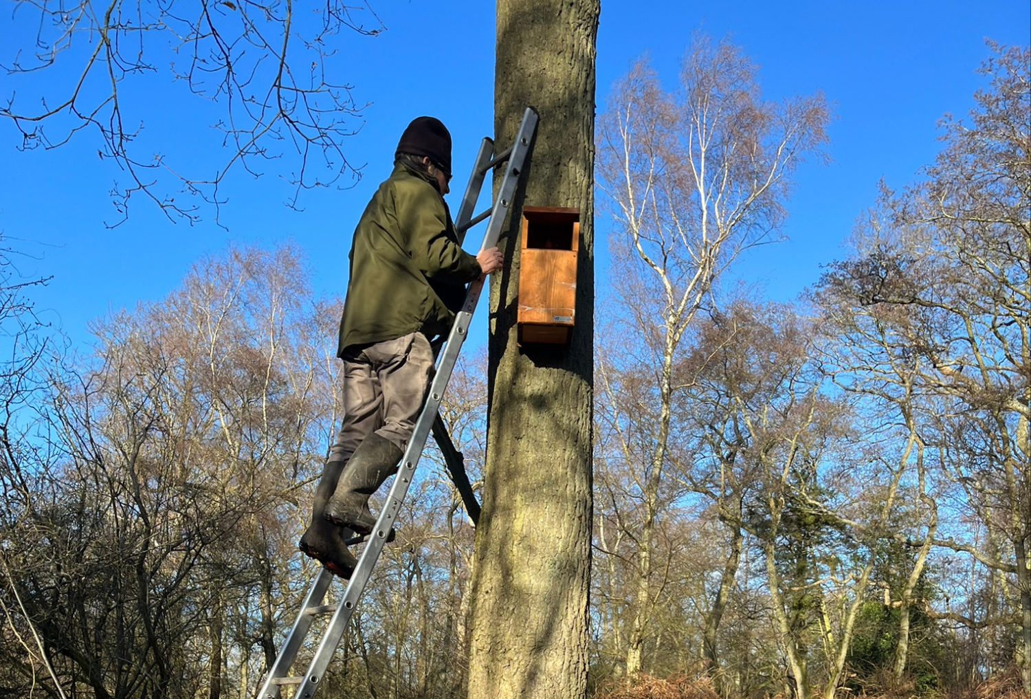 A volunteer installing a bird of prey box on a tree.