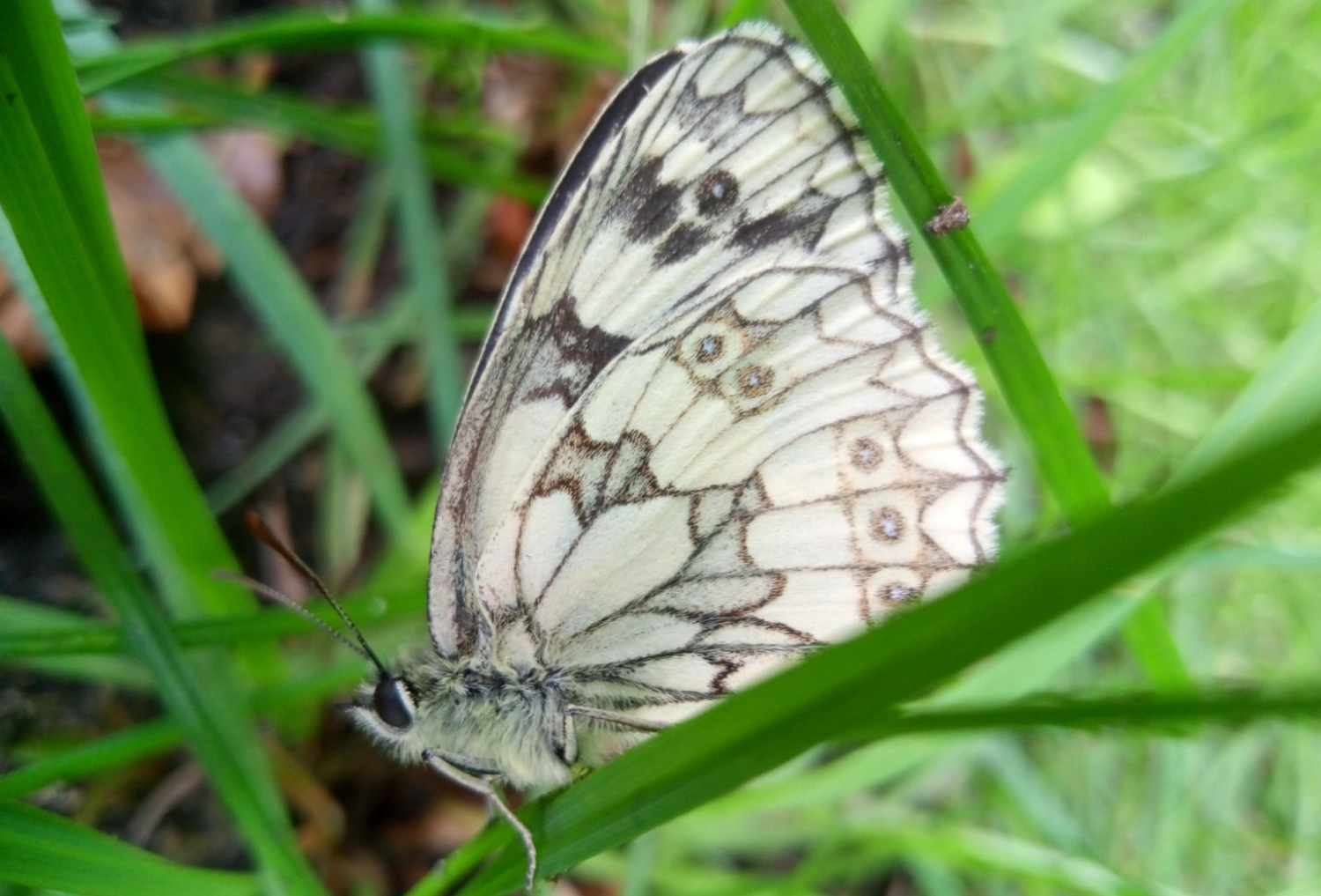 A marbled white resting on grass.