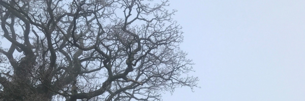 Oak branches without leaves silhouetted against a misty grey sky 