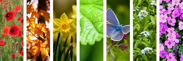 A rainbow of colours in the forest, poppies, daffodils, blue butterfly, green leaf, forgetmeknots. 