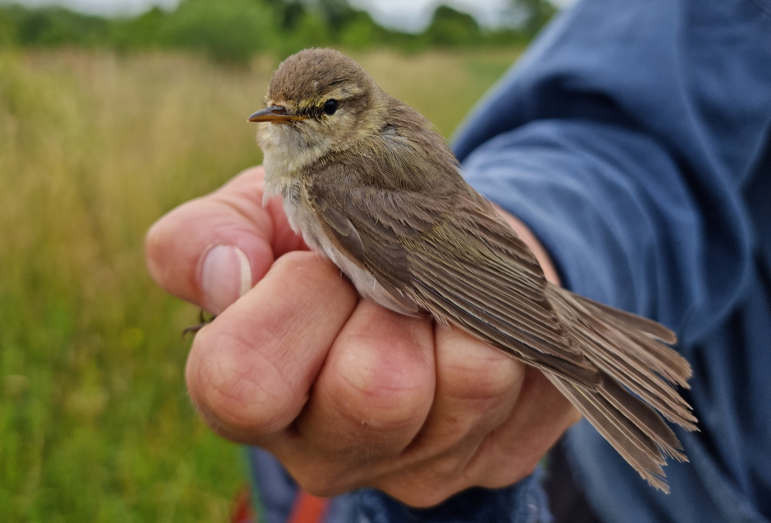 A young blue tit in the hand of a licensed handler.