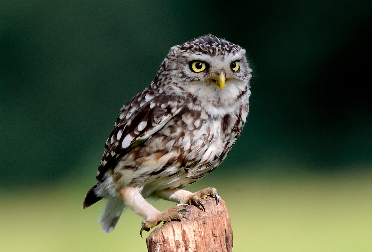 Over 10 years of bird of prey monitoring in the Forest | Heart of ...