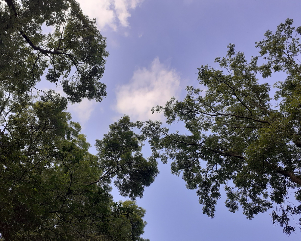 An ash tree canopy and purple emperor territory in Stoopers Wood