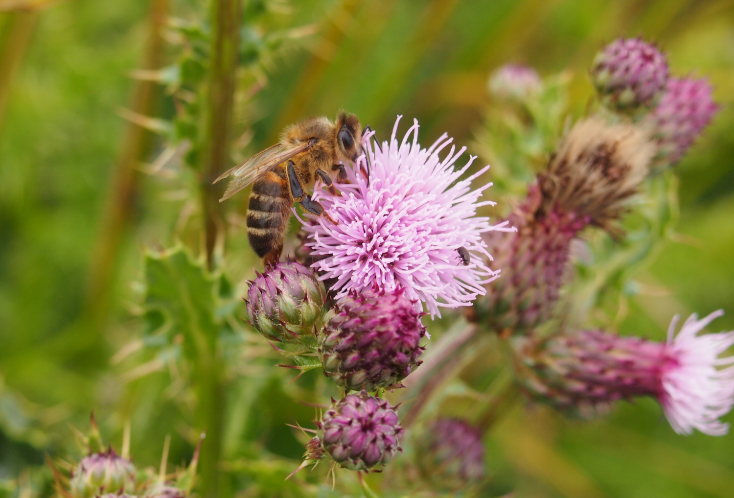 A honeybee collecting pollen from a creeping thistle at BioBlitz 2023