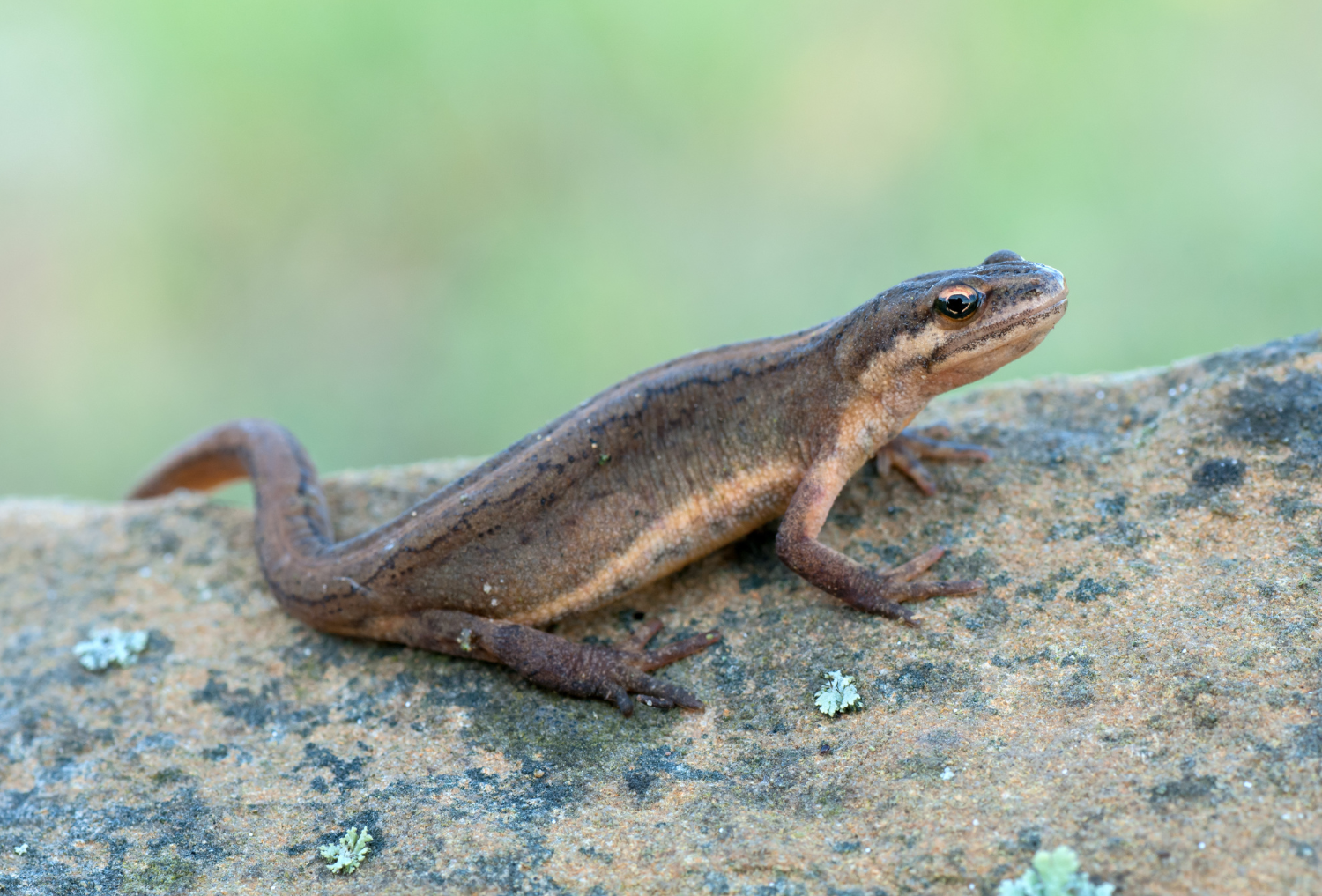 A smooth newt resting on a rock with lichen on it.