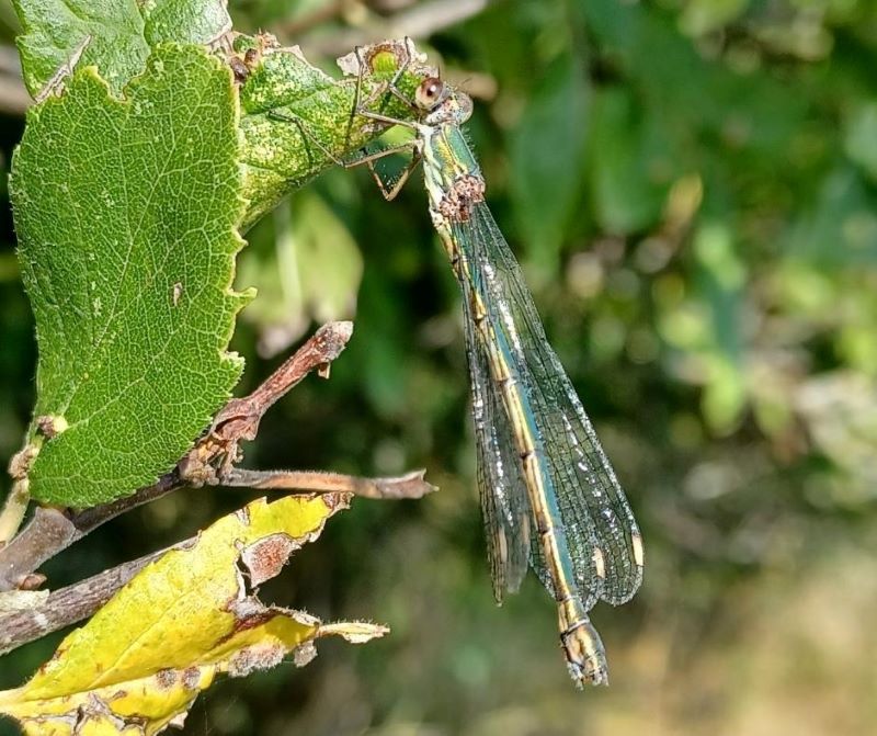 A willow emerals damselfly resting on a leaf