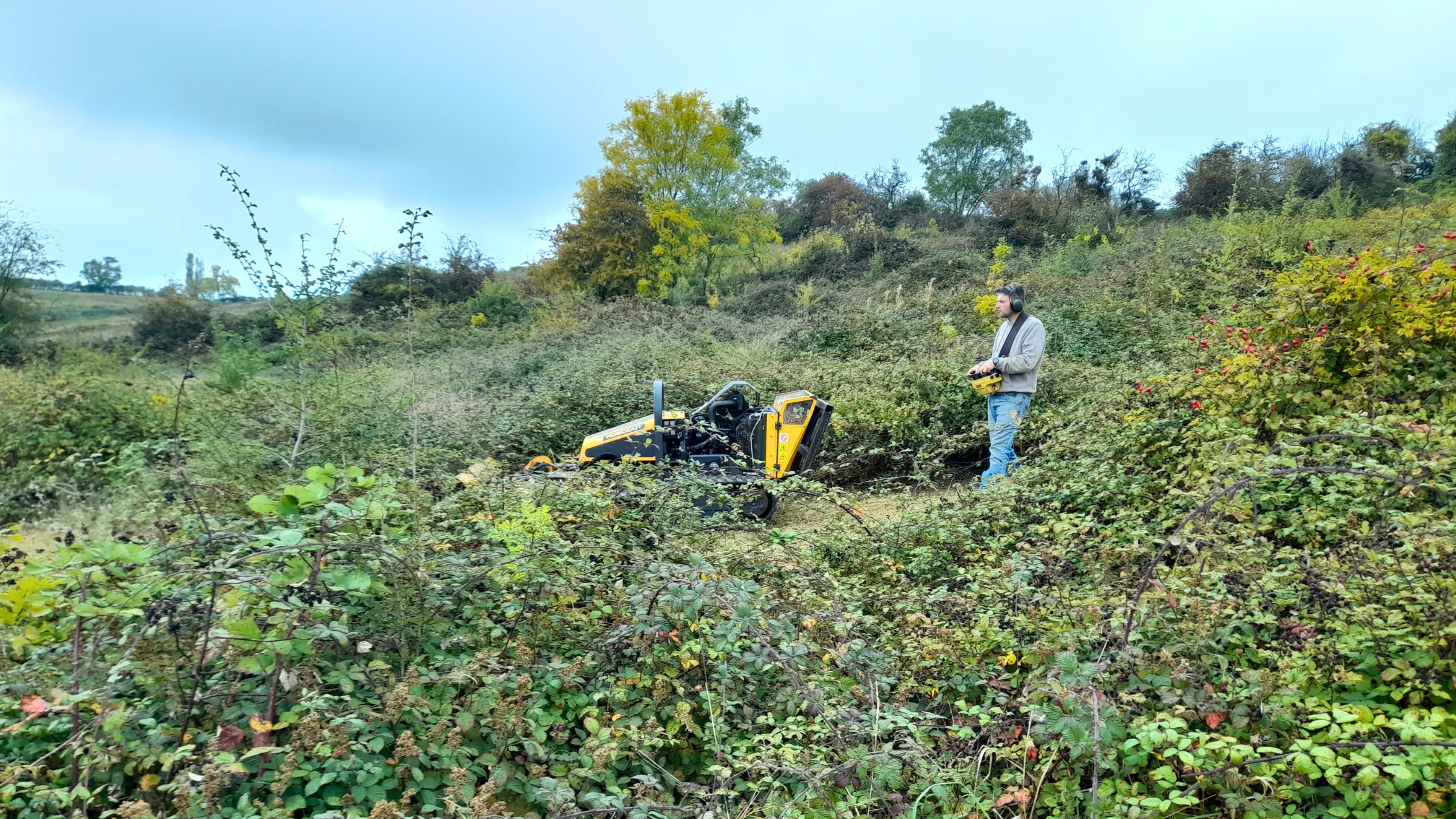 A man using the robo mower in thick brambles