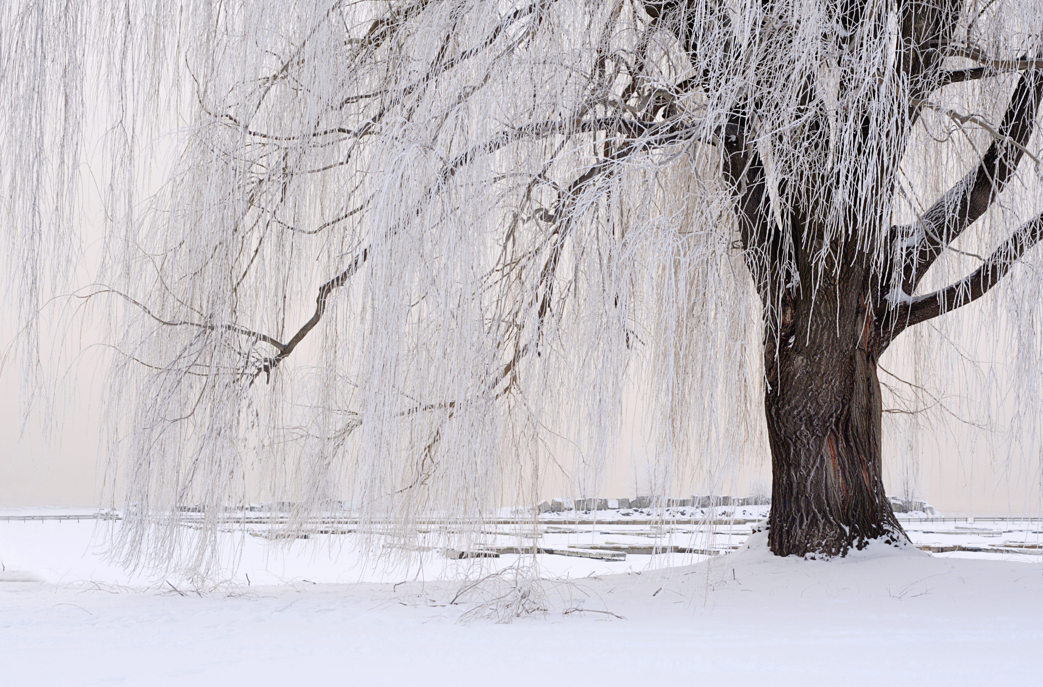Weeping willow covered in snow in a snow-covered field