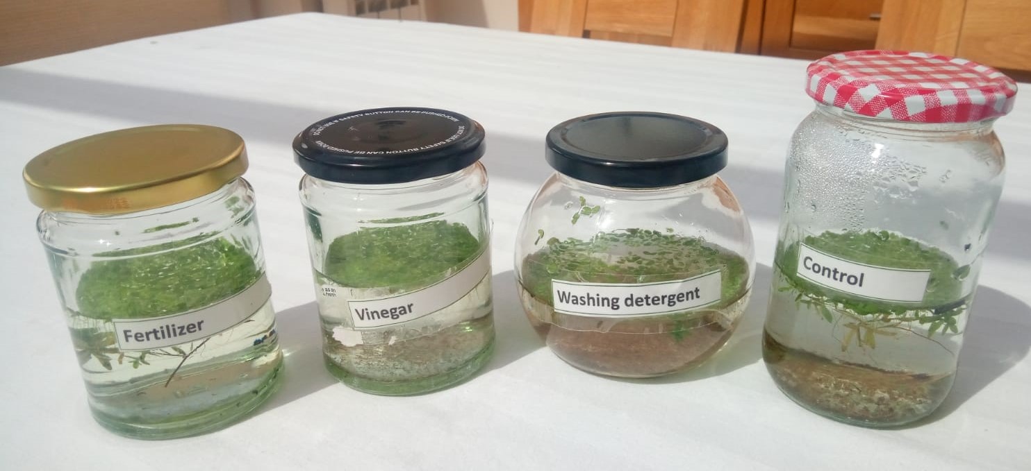 4 jars with pond water in them
