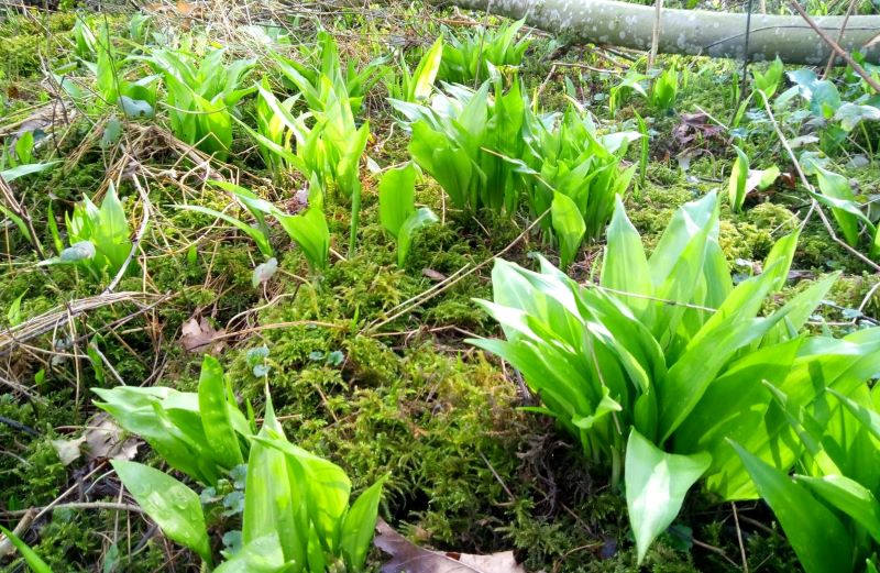 Some wild garlic