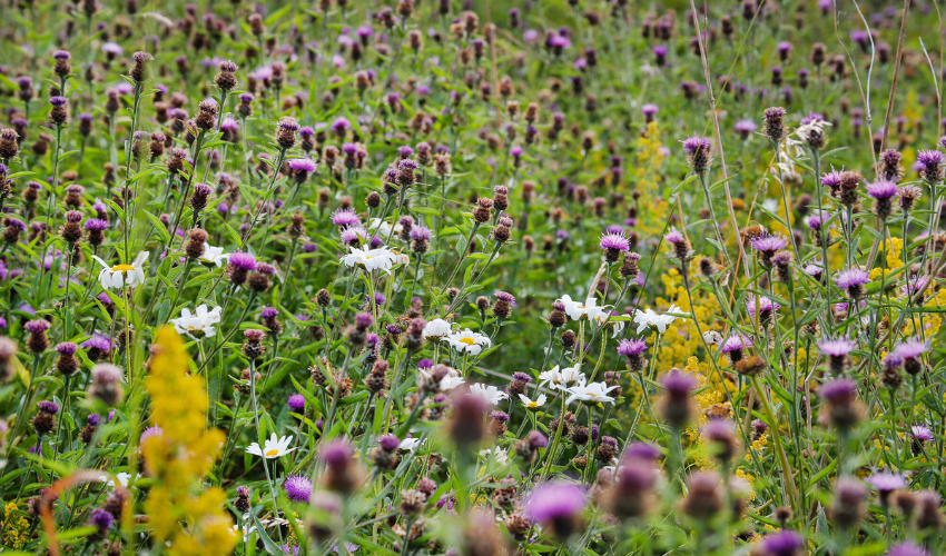 A wildflower meadow, rich and in an abundance of flowers for pollinators 