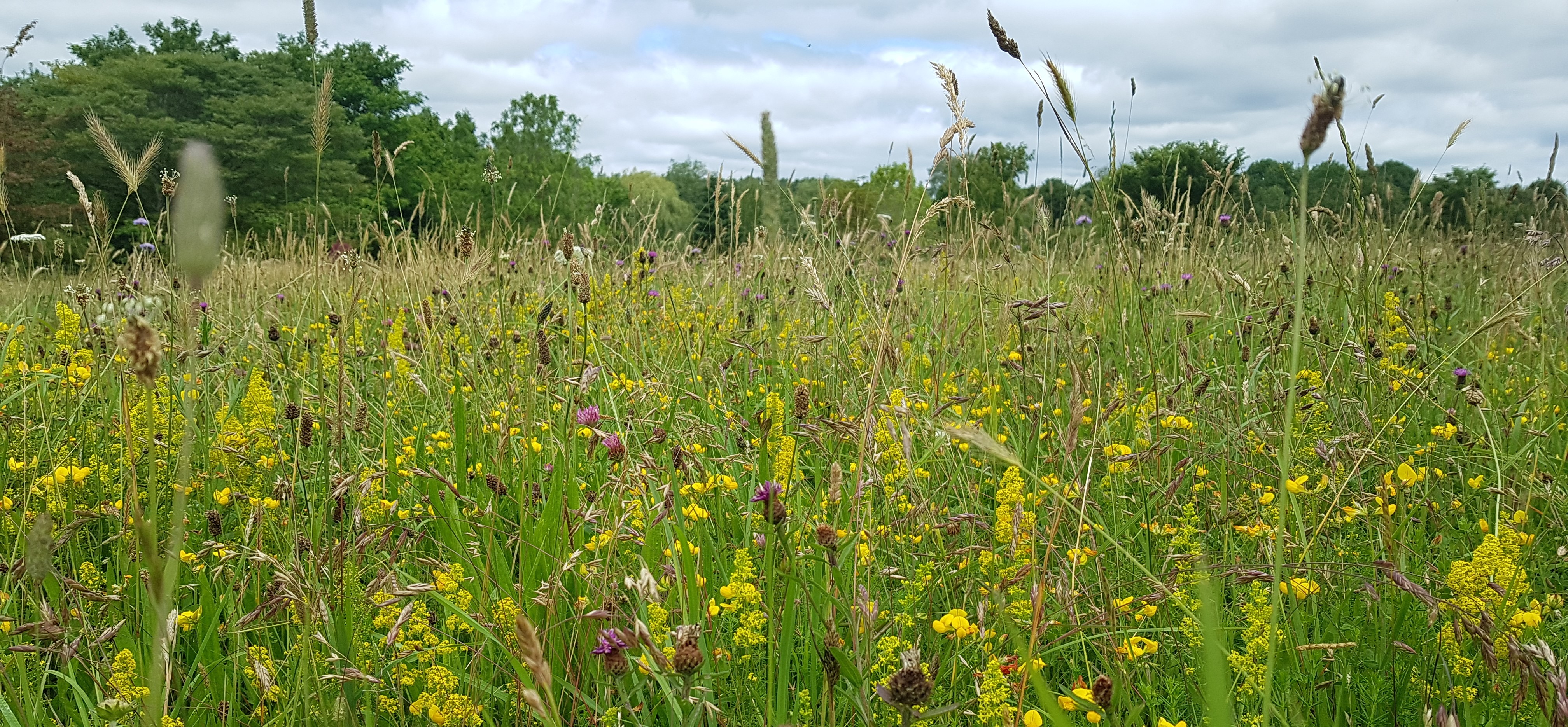 A wildflower meadow in the Forest arboretum 