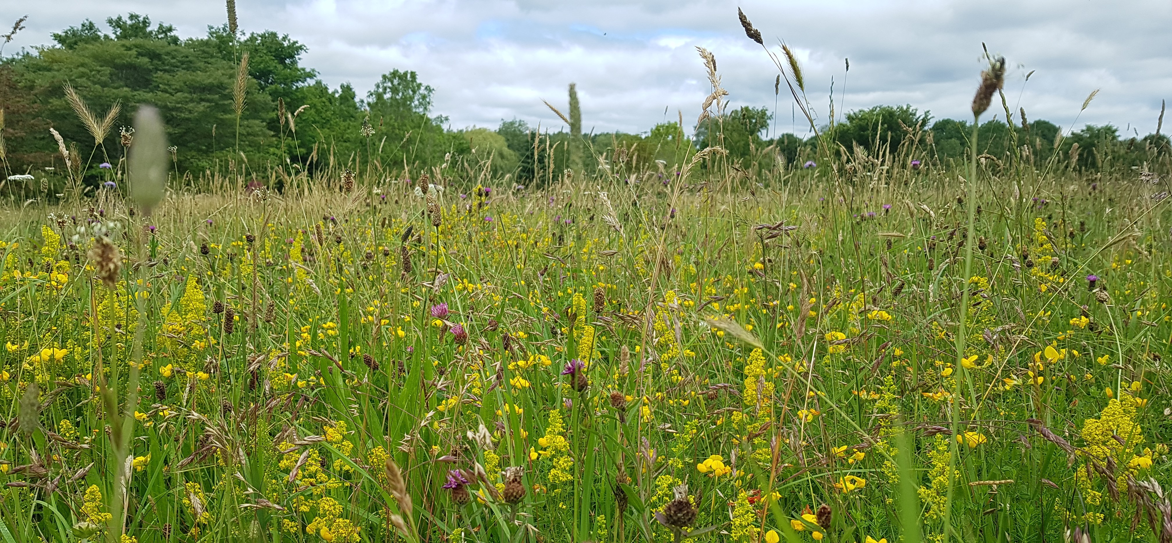 Spring Wildflower Scavenger Hunt — Tennessee State Parks