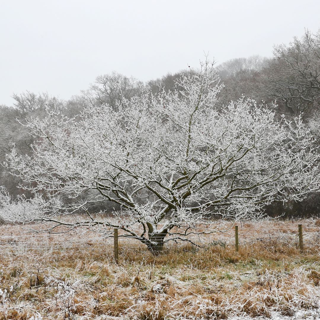 Tree covered in snow with mature woodland behind 