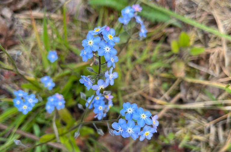 A close up of delicate blue wood forget-me-not flowers taken from above growing out of the forest floor