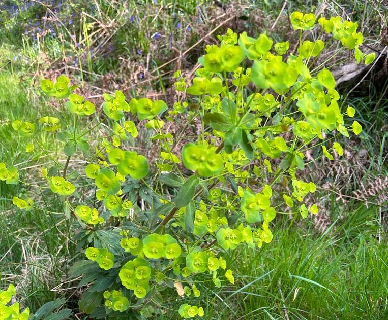 Yellow-lime wood spurge growing out of a grassy floor