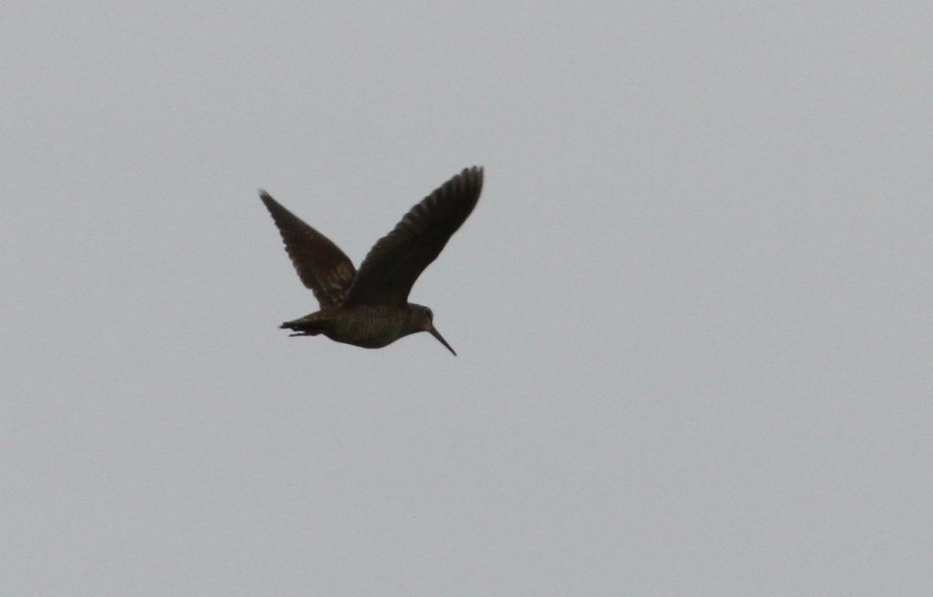 A woodcock in flight