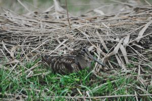 Close up of a woodcock in a nest