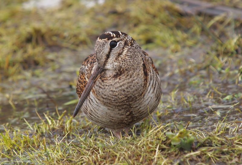 Close up shot of a Woodcock resting on grass