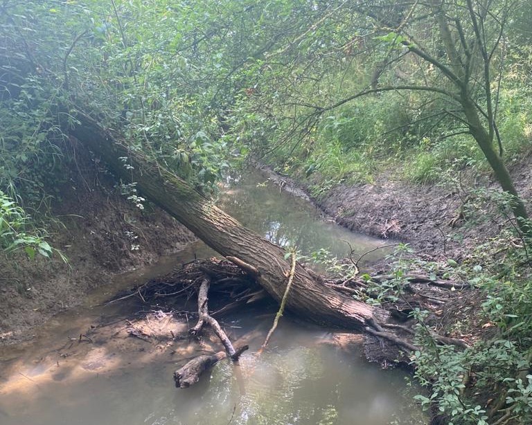 Large woody debris in water way in the Forest 