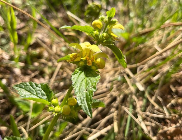 Close up of a yellow archangel flower with buds and leaves growing out of the forest floor