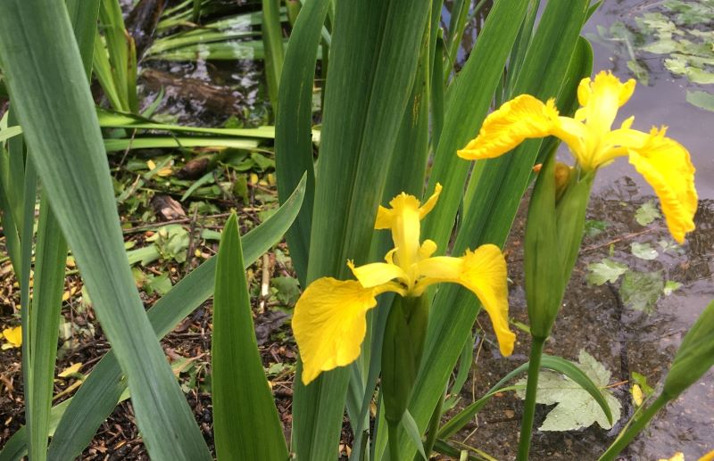 Close up shot of some yellow iris