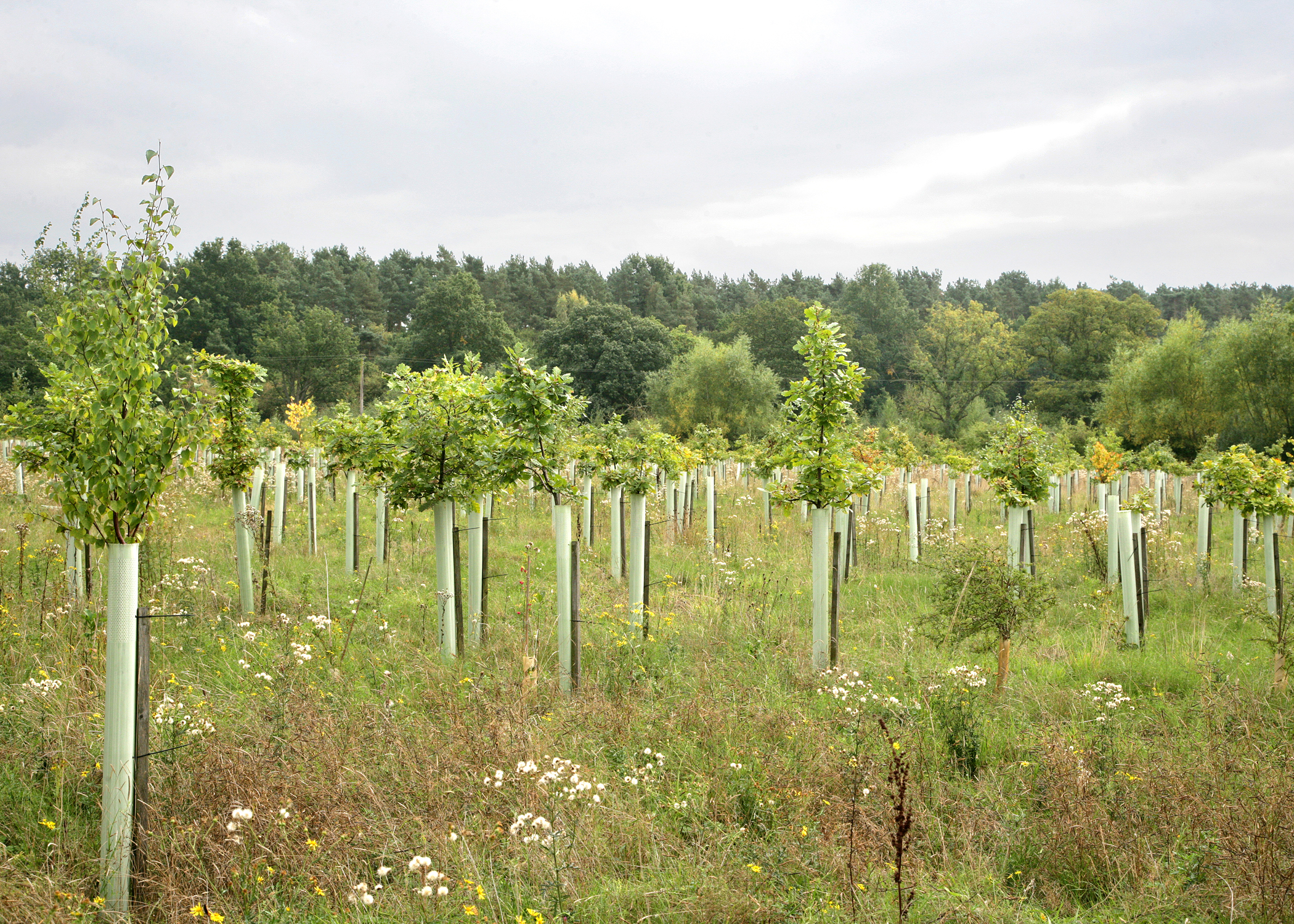 Some young trees planted in the Forest in tubes in front of some established woodland