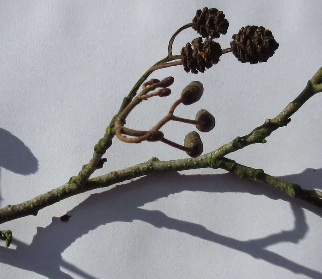 Alder tree twig