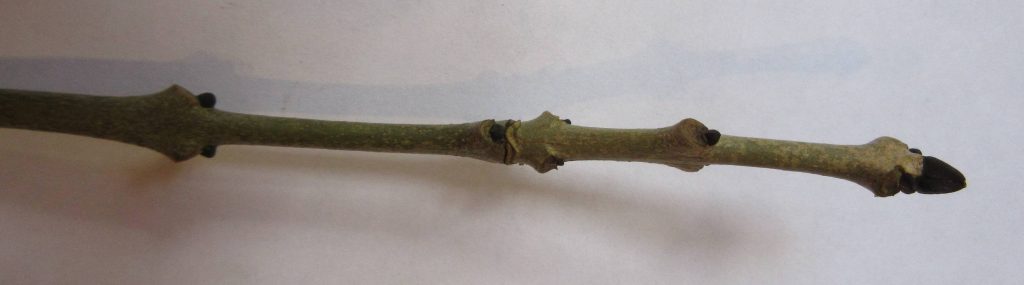 An ash tree twig